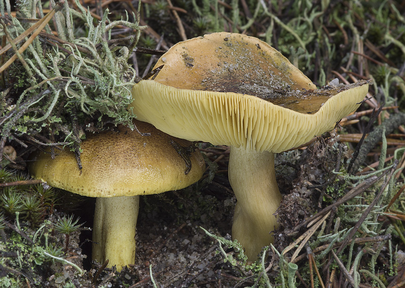 Tricholoma equestre